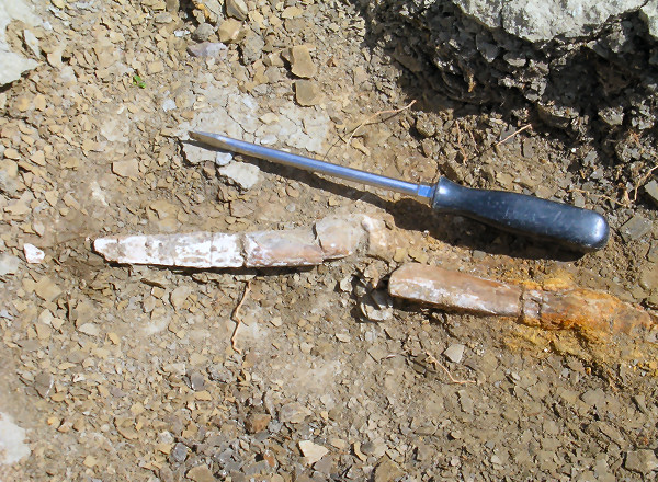 Baculite Fossil
